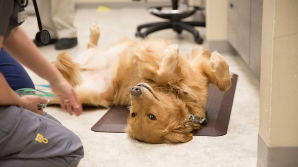 Dog Rolling on Floor - Lakefield Veterinary Group